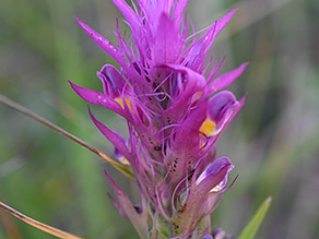 Nahaufnahme der bunten Blüte des Acker-Wachtelweizen Nahaufnahme der bunten Blüte des Acker-Wachtelweizen